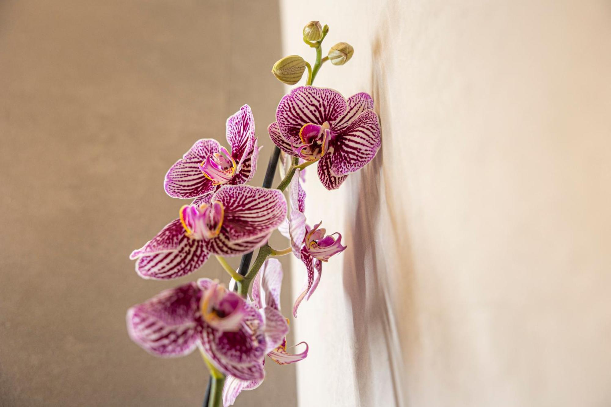 Orti Manara Design Apartments ヴェローナ エクステリア 写真